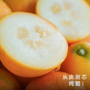 饱记融安脆蜜金桔新鲜皮薄肉多清甜脆口净重4.7斤装
