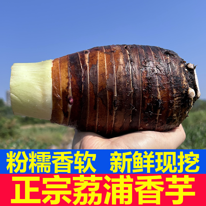 正宗广西荔浦市芋头现挖新鲜槟榔芋毛芋农家蔬菜大芋头旗舰店香芋