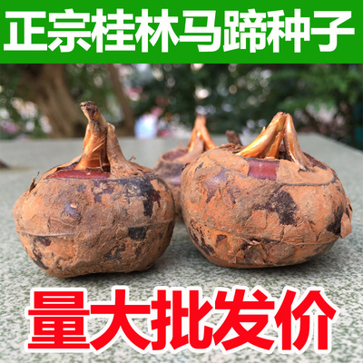桂蹄3号水果马蹄种【脆甜无渣】