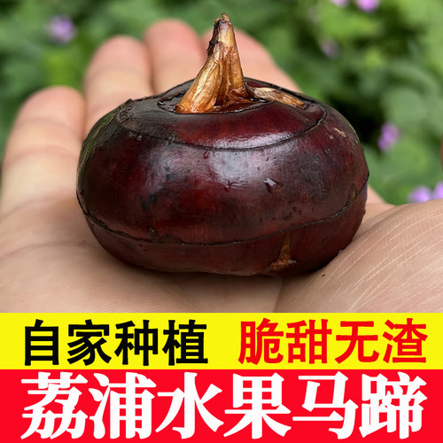 正宗桂林广西荔浦马蹄特级荸荠水果地栗当季新鲜蔬菜脆甜无渣包邮 - 封面
