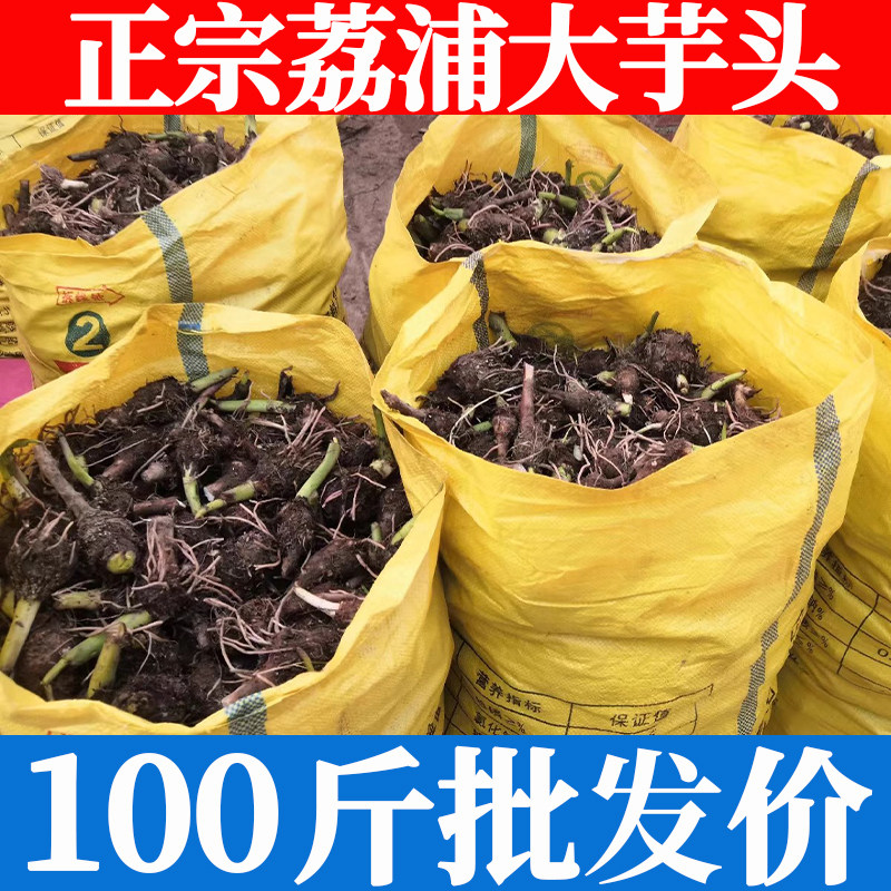 荔浦大芋头正宗广西桂林子仔槟榔芋紫藤香芋现挖新鲜蔬菜自家种植