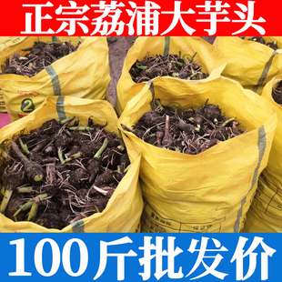 荔浦大芋头正宗广西桂林子仔槟榔芋紫藤香芋现挖新鲜蔬菜自家种植