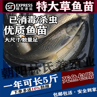 大草鱼苗脆皖鱼苗花鲢白鲢鱼草鱼鲫鱼苗活体食用鱼苗淡水养殖包活