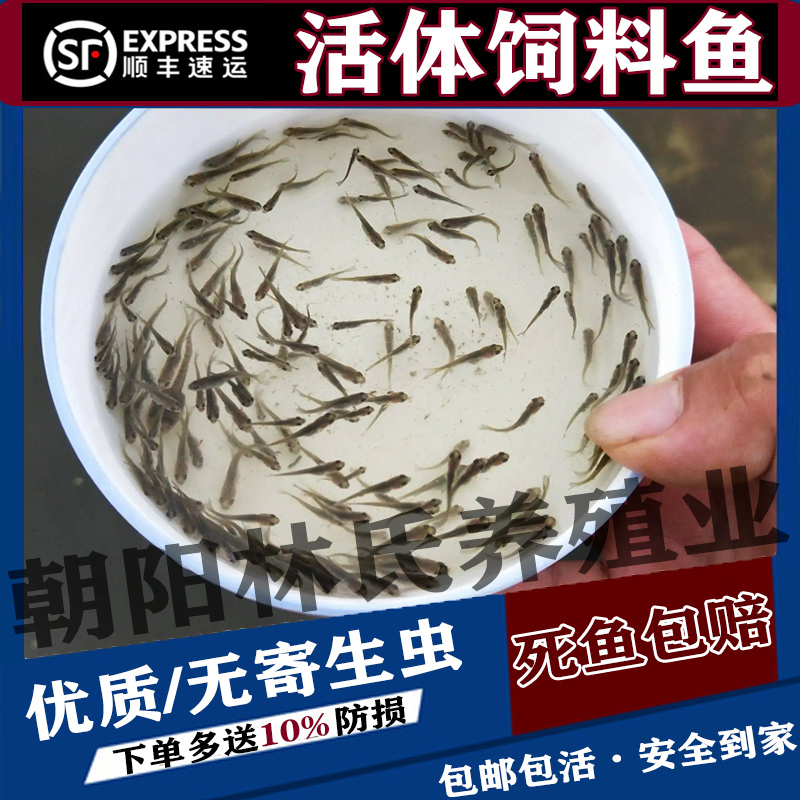 鲜活鱼麦穗鱼观赏鱼金银龙鱼吃的饲料鱼巴西龟鳄龟筏钓喂乌龟小鱼 宠物/宠物食品及用品 鱼 原图主图