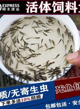 鲜活鱼麦穗鱼观赏鱼金银龙鱼吃的饲料鱼巴西龟鳄龟筏钓喂乌龟小鱼