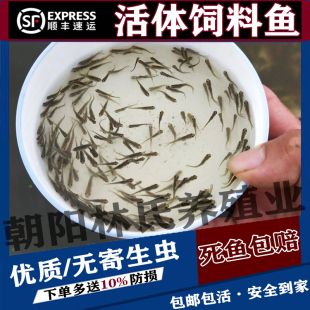 鲜活鱼麦穗鱼观赏鱼金银龙鱼吃的饲料鱼巴西龟鳄龟筏钓喂乌龟小鱼