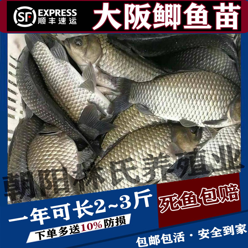 中科五号鲫鱼苗大版鲫鱼工程湘云鲫土鲫淡水养殖食用活体大草鱼苗