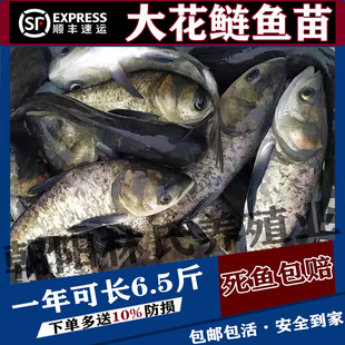 花鲢鱼苗大头鱼胖头鳙鱼黑鲢白鲢鱼鲫鱼苗活体可食用鱼苗淡水养殖