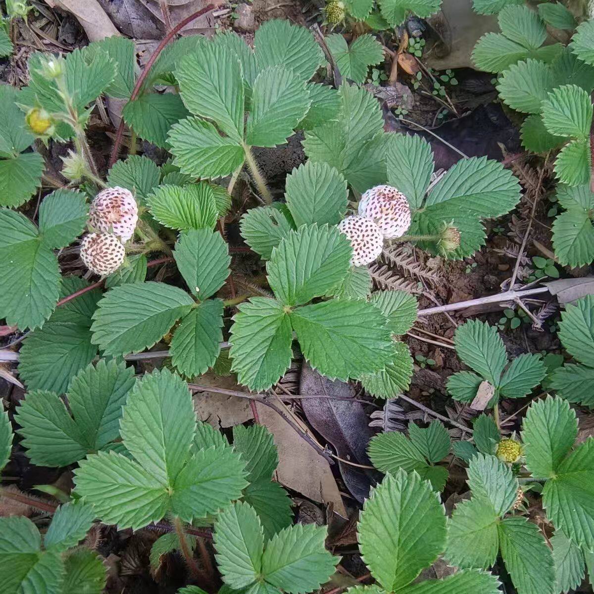 云南中药材草莓白米野草莓苗莓菠桌面绿植