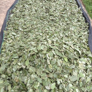 云南桑叶水马桑野生当季马鞍子纯天然千年新鲜入药泡澡传统湿气