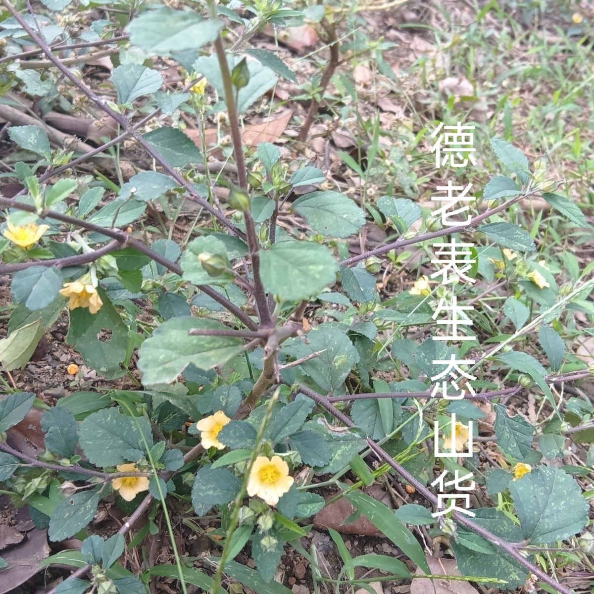 云南纯天然黄花稔 生肌草拔毒散 黄花母鸡草货 新鲜全草