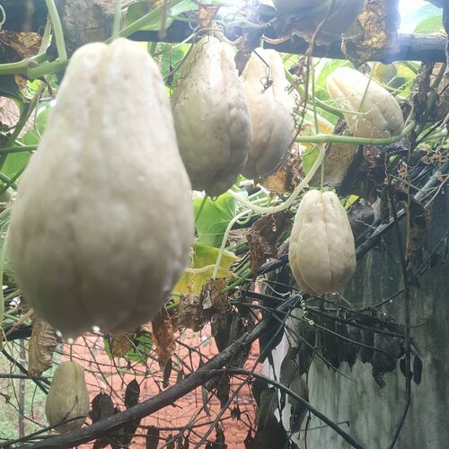 现摘白玉白色佛手瓜农家自种时令新鲜蔬菜瓜刺瓜北瓜现摘现发包邮
