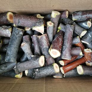 云南纯天然新鲜臭椿树枝臭椿木臭椿树条臭椿树棍臭椿木棍