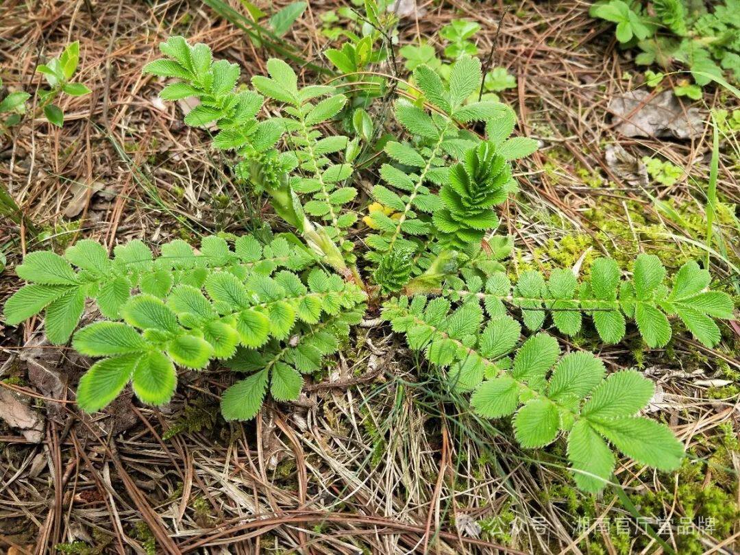 云南纯天然翻白叶草野生翻白草中药材正品番白叶草带根鸡爪草新鲜