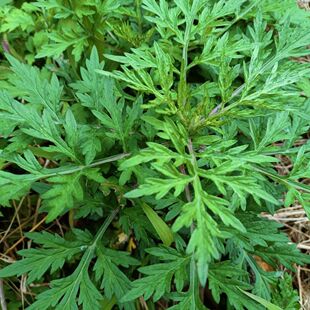 艾草新鲜整棵带根食用泡脚月子洗头野生正艾药用小叶老艾草头可吃