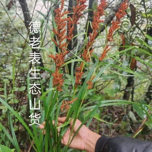云南哀牢山纯天然野高粱浆果薹草山稗子新鲜现採挖全草净根包邮