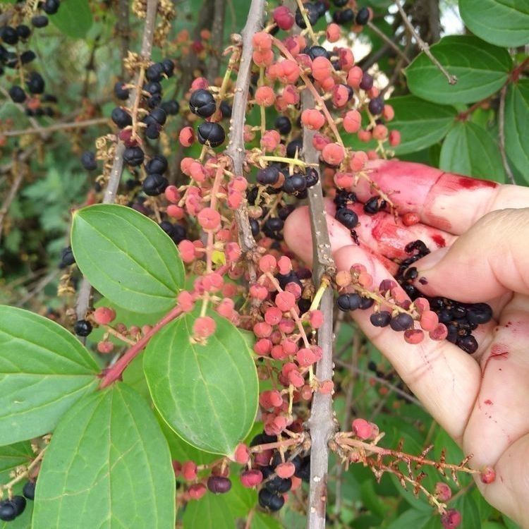 云南纯天然马桑叶千年红上天梯阿斯木中草药现采现发枝叶
