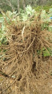 云南新鲜纯天然五月纯艾根 艾叶根 老艾根艾草根