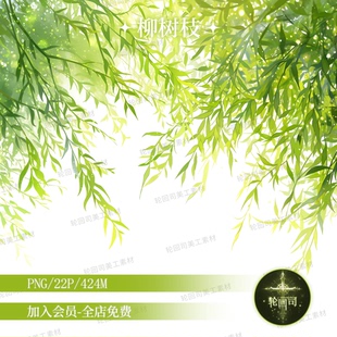春天清新绿色柳树条枝丫高清png免扣图装饰元素原创可商美工素材