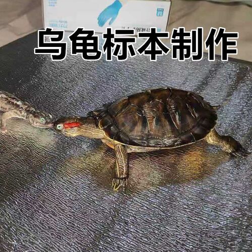 乌龟标本制作 鱼标本 教学道具工艺动物摆件生物课标本宠物制作