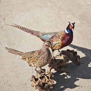 真鸡七彩山鸡标本雉鸡剥制动物家禽真皮毛模型博物馆展览装饰摆件