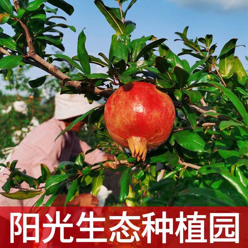 云南大理正宗突尼斯软籽青皮红甜石榴