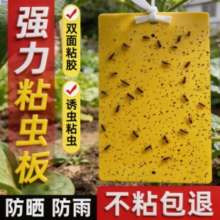 黄板双面粘虫板贴纸强力粘捕小飞虫沾果蝇诱捕获器捉蚊子苍蝇大棚