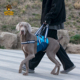 宠物前脚行走助力带 高老龄犬受伤牵引带后腿残疾康复大狗辅助带