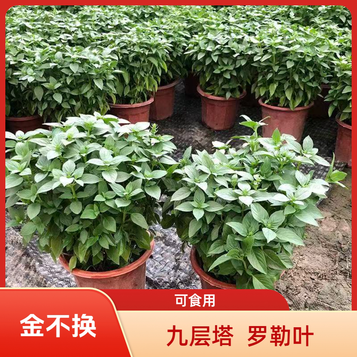 九层塔潮汕金不换盆栽可食用罗勒叶新鲜南方香料调味室内驱蚊植物
