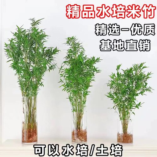 四季常青绿植米竹庭院净化空气