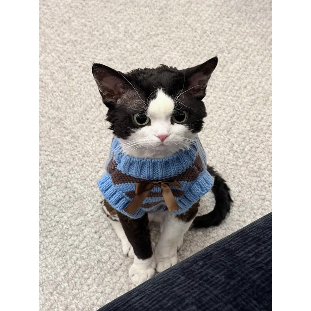 小熊饼干毛衣猫咪衣服宠物秋冬季保暖加厚防寒德文暹罗无毛猫背心