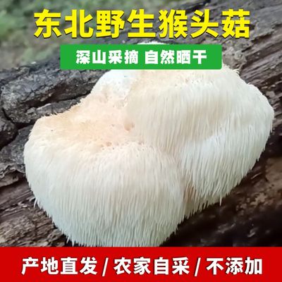 东北纯野生猴头菇250g干货可打粉