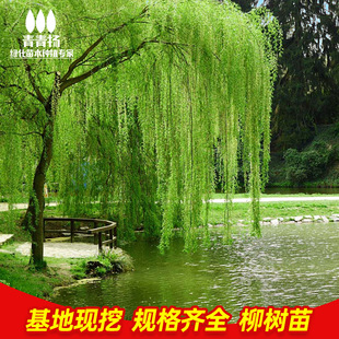 垂柳树苗速生黄金柳园林绿化庭院河边柳树行道大树金丝柳杨柳旱柳