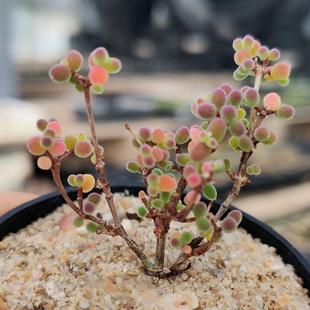 密叶糖球蜜橘】一物一拍 带5cm小盆发货 枝干枝杆番杏 满48包邮