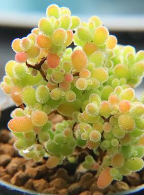 蜜橘密叶糖球状态好枝干枝杆番杏多肉植物 一物一拍 带盆发48包邮