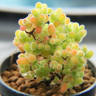 蜜橘密叶糖球状态好枝干枝杆番杏多肉植物 一物一拍 带盆发48包邮