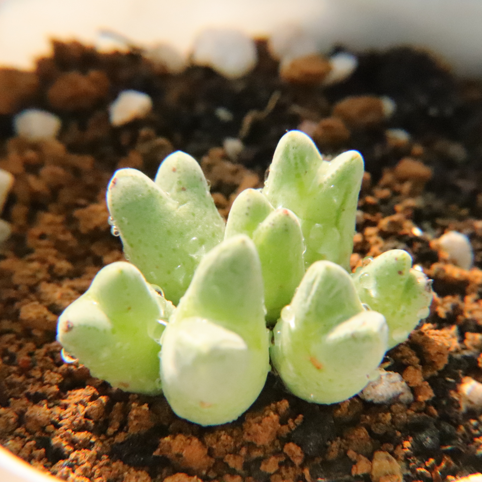 11.23更新 小红嘴 斑马 小猪蹄 群生肉锥多肉植物一物一拍带盆发