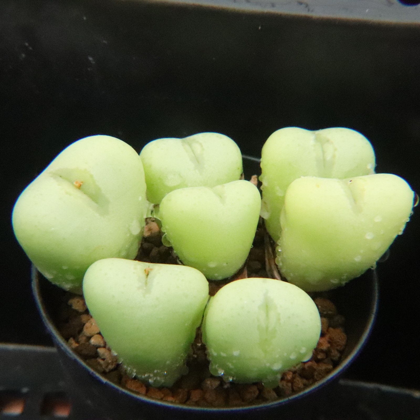 4.20更新 小红嘴  朱乐殿 猴脸安珍群生肉锥多肉植物番杏一物一拍