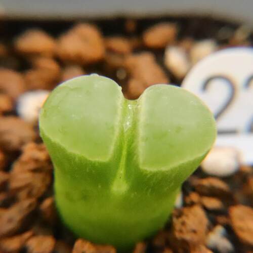风铃多肉植物绿色极窗优选