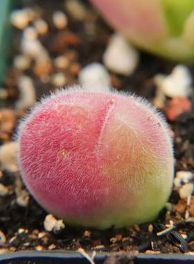 优选长毛毛翠滴大单头 一物一拍】母本肉锥开花株 多肉植物