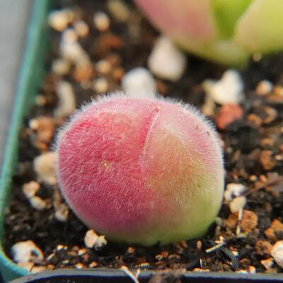 毛翠滴大单头一物一拍多肉植物