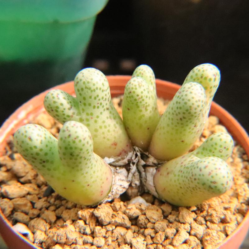 10.2更新 群生老桩肉锥 小红嘴斑马番杏科多肉植物一物一拍带盆发