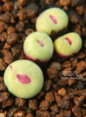 肉锥小红嘴 一物一拍 1380b红嘴、SUB嘴  小型多肉植物 考拉农场