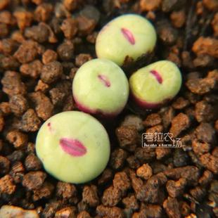 SUB嘴 肉锥小红嘴 一物一拍 1380b红嘴 考拉农场 小型多肉植物