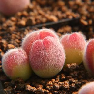 长毛 群生母本 毛翠滴 肉锥一物一拍 多肉植物 红毛桃 优选