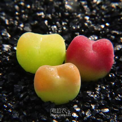 肉锥 水蜜桃 蟠桃一物一拍 MG 1430.5红宝石超级毛汉尼 考拉农场