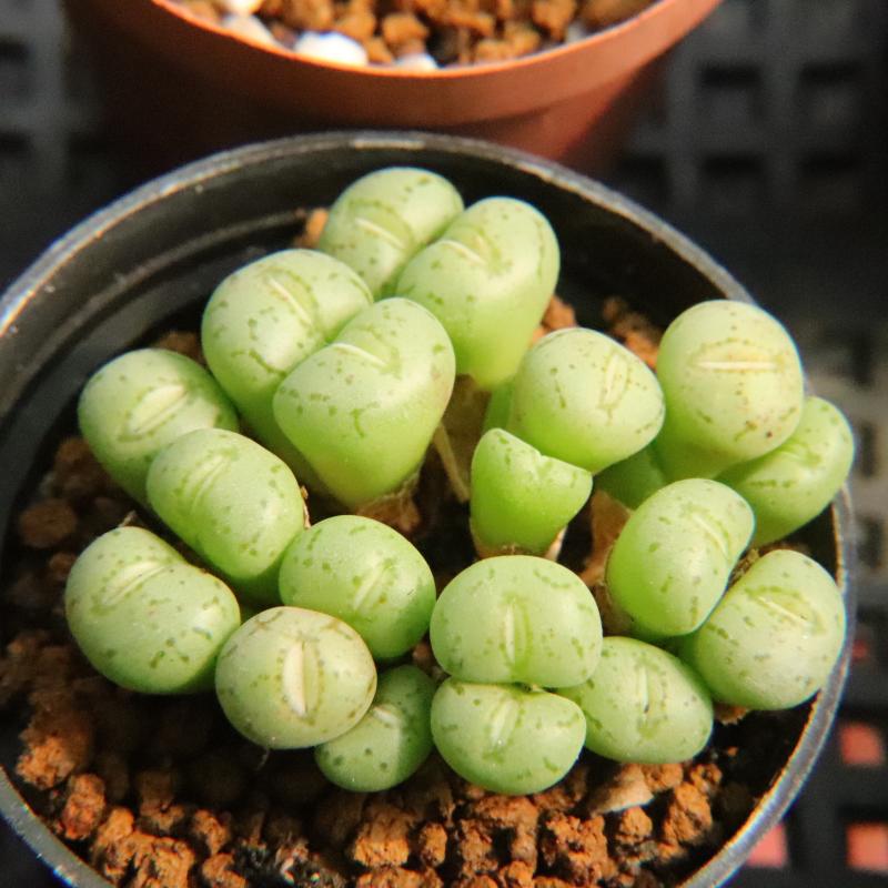 10.2更新 群生老桩肉锥 群童饼子番杏科多肉植物一物一拍带盆发