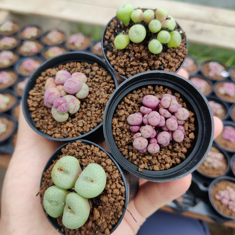 肉锥系】连盆发~满48包邮