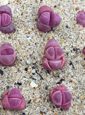 红大内玉 生石花红大内c81A屁股花大内玉多肉植物石头花考拉农场