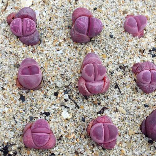 多肉植物石头花价格 多肉植物石头花图片 星期三